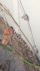 Pantherophis guttatus