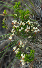 Erica penicilliformis