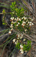 Erica penicilliformis
