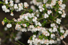 Erica formosa