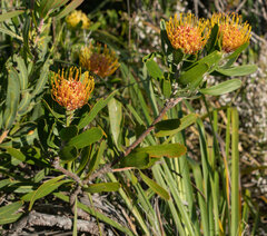 Leucospermum cuneiforme
