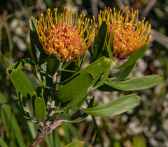 Leucospermum cuneiforme