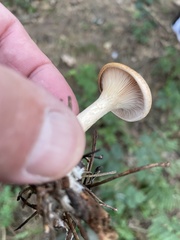 Lactarius deterrimus