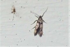 Walshia miscecolorella