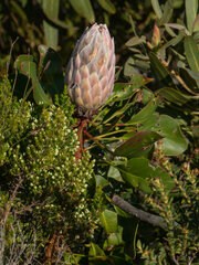 Protea cynaroides