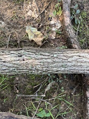 Myelochroa aurulenta