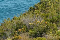 Leucospermum cuneiforme