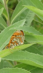 Melitaea didyma