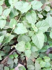 Commicarpus plumbagineus