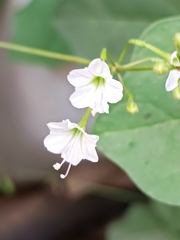 Commicarpus plumbagineus