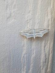 Arcobara multilineata