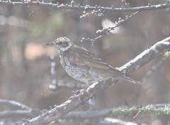 Turdus eunomus