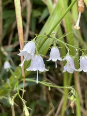 Adenophora triphylla japonica