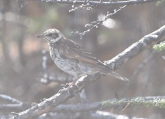 Turdus eunomus