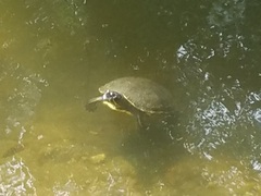 Trachemys venusta