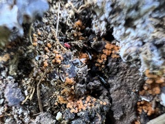 Hydropisphaera peziza