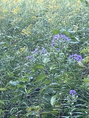 Symphyotrichum novae-angliae