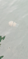 Rhizostoma pulmo