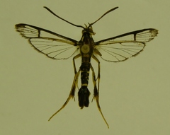 Synanthedon