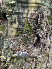 Hydropisphaera peziza