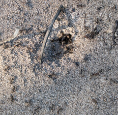 Anoplolepis steingroeveri