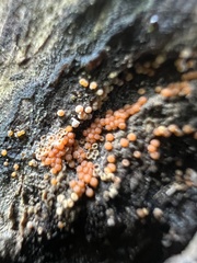 Hydropisphaera peziza