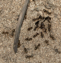 Anoplolepis steingroeveri