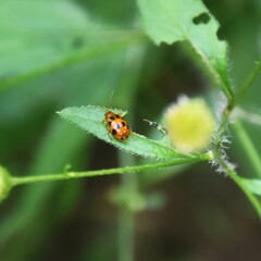 Paridea octomaculata