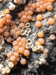 Hydropisphaera peziza