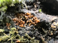 Hydropisphaera peziza