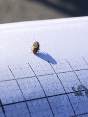 Demotina modesta