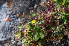 Potentilla asperrima