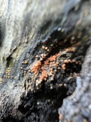 Hydropisphaera peziza