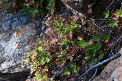 Potentilla asperrima