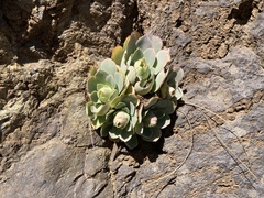 Aeonium