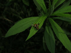 Gymnosoma rotundatum