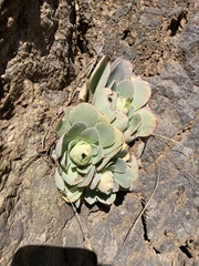 Aeonium