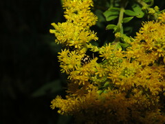 Coccinula quatuordecimpustulata