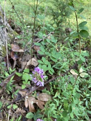 Lespedeza violacea