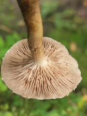 Cyclocybe erebia