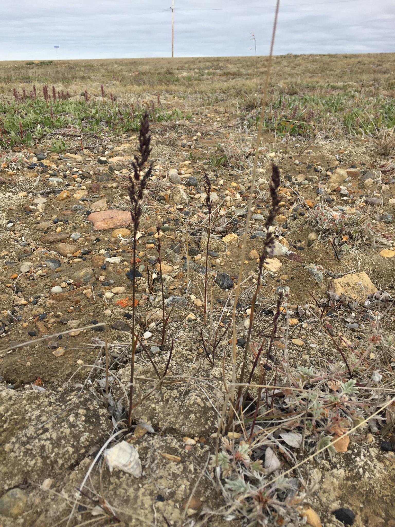 Poa arctica ssp. arctica