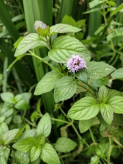Mentha aquatica
