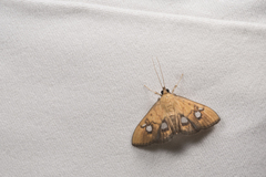 Nosophora semitritalis