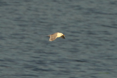 Larus glaucoides kumlieni