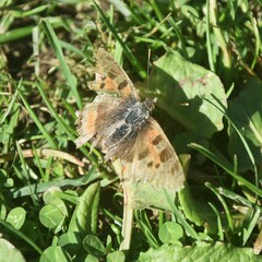 Aglais caschmirensis