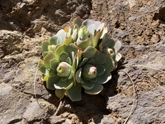 Aeonium
