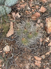 Echinocereus stramineus