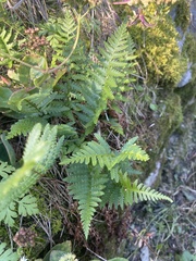 Dryopteris cristata