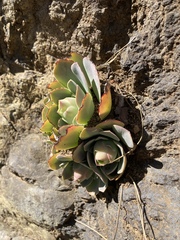 Aeonium