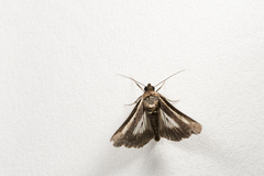 Lophoptera trigonoprocessa